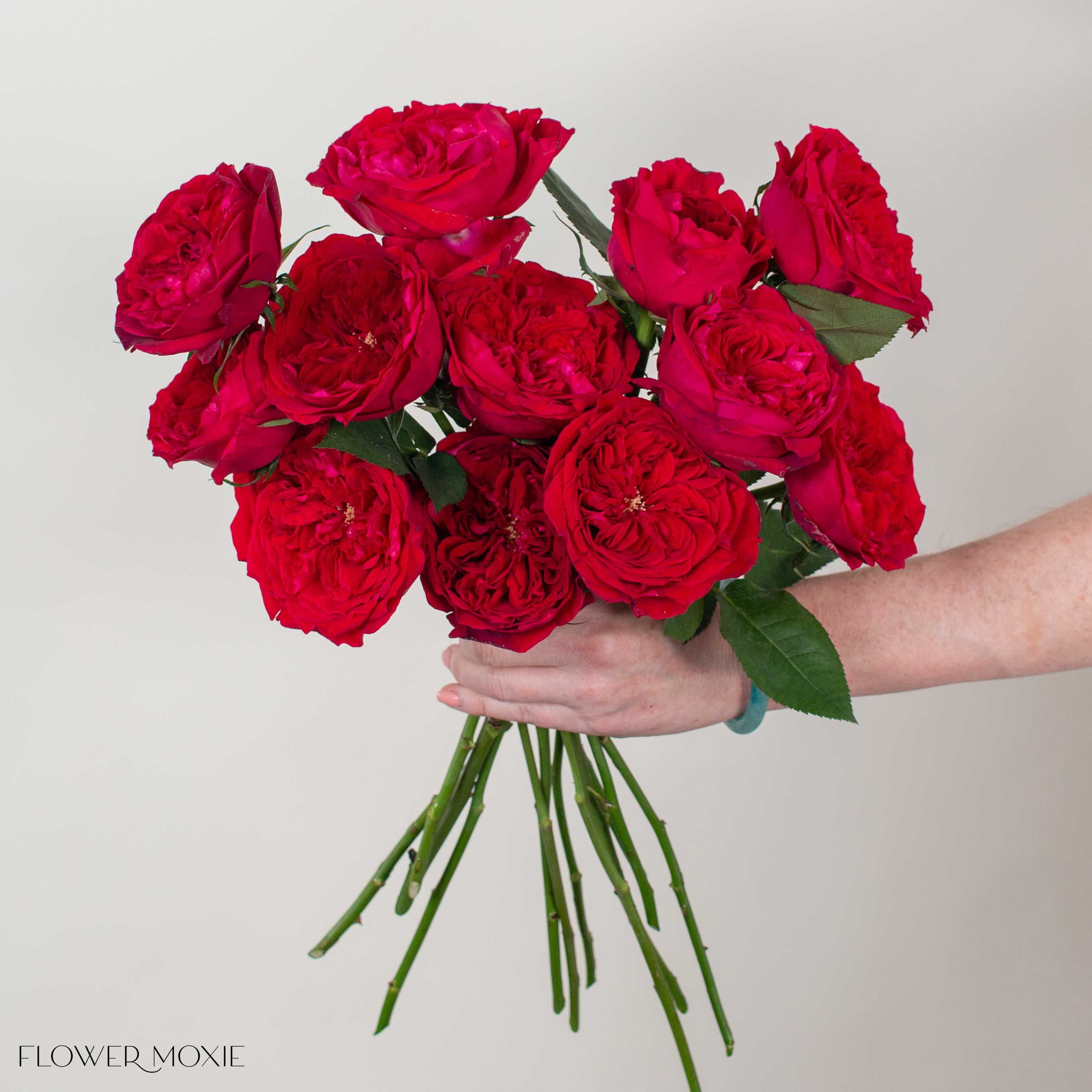 Deep Red Tess David Austin Garden Rose
