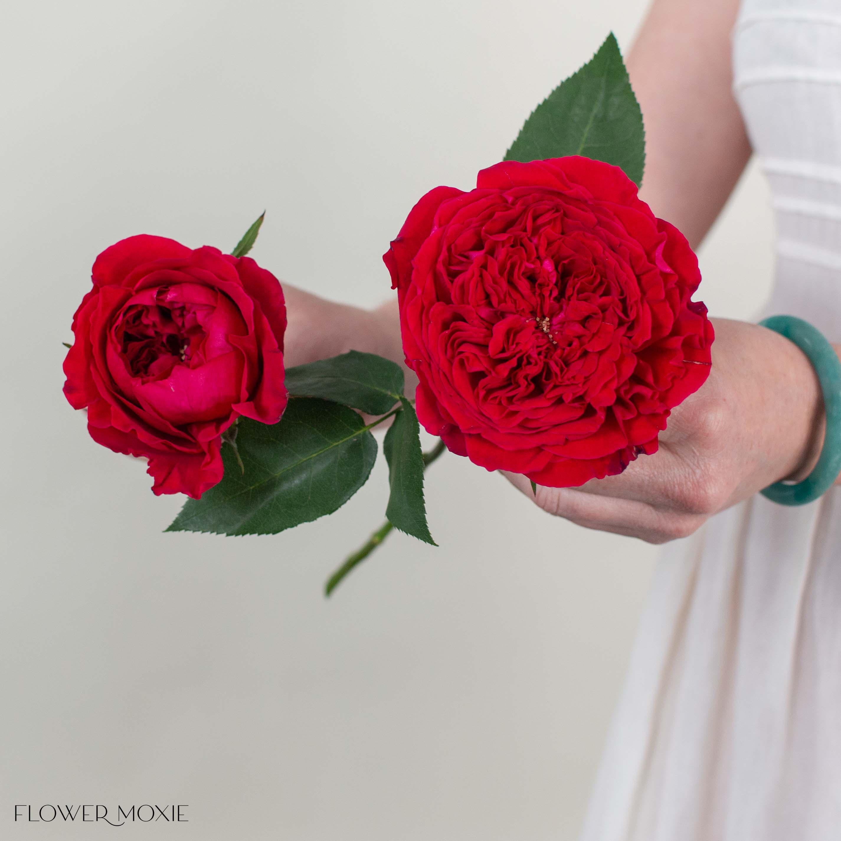 Deep Red Tess David Austin Garden Rose
