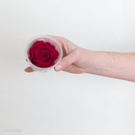 Deep Red Preserved Roses