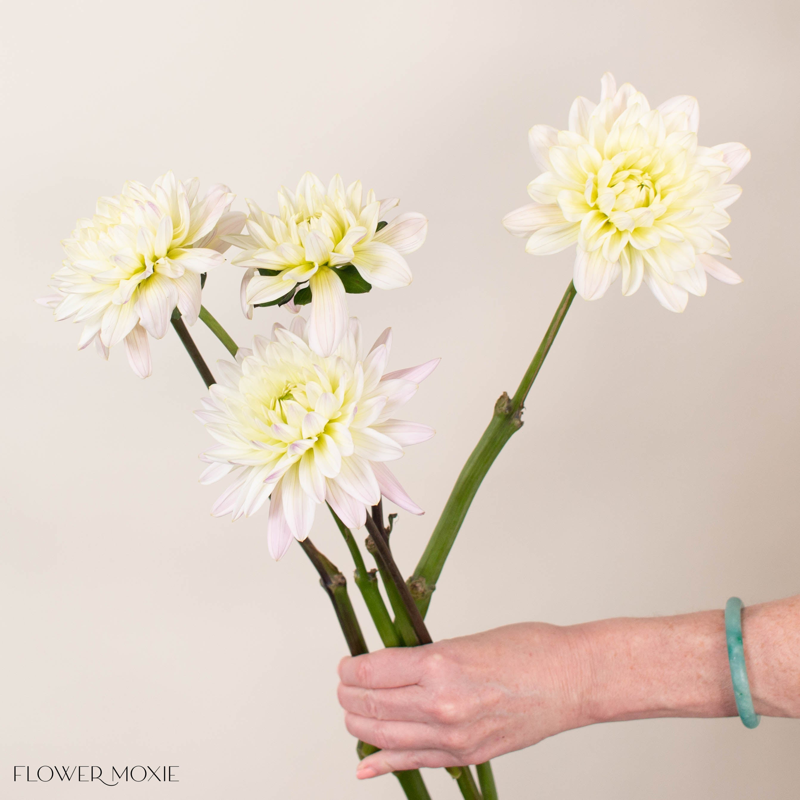 Cream Quartz Dahlia Flower | Bulk Fresh Wedding Flowers | Flower Moxie