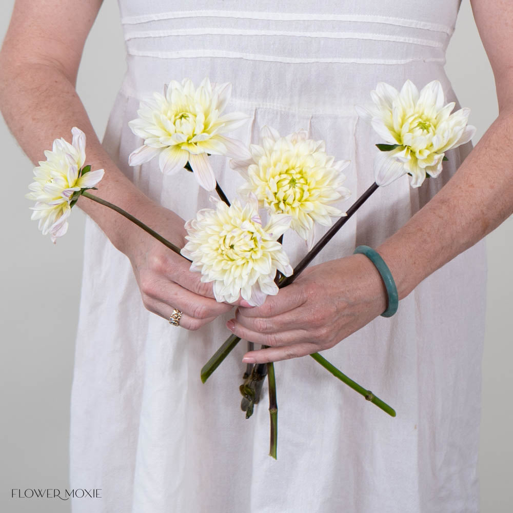 Cream Diana's Memory Dahlia Flower
