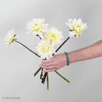 Cream Diana's Memory Dahlia Flower
