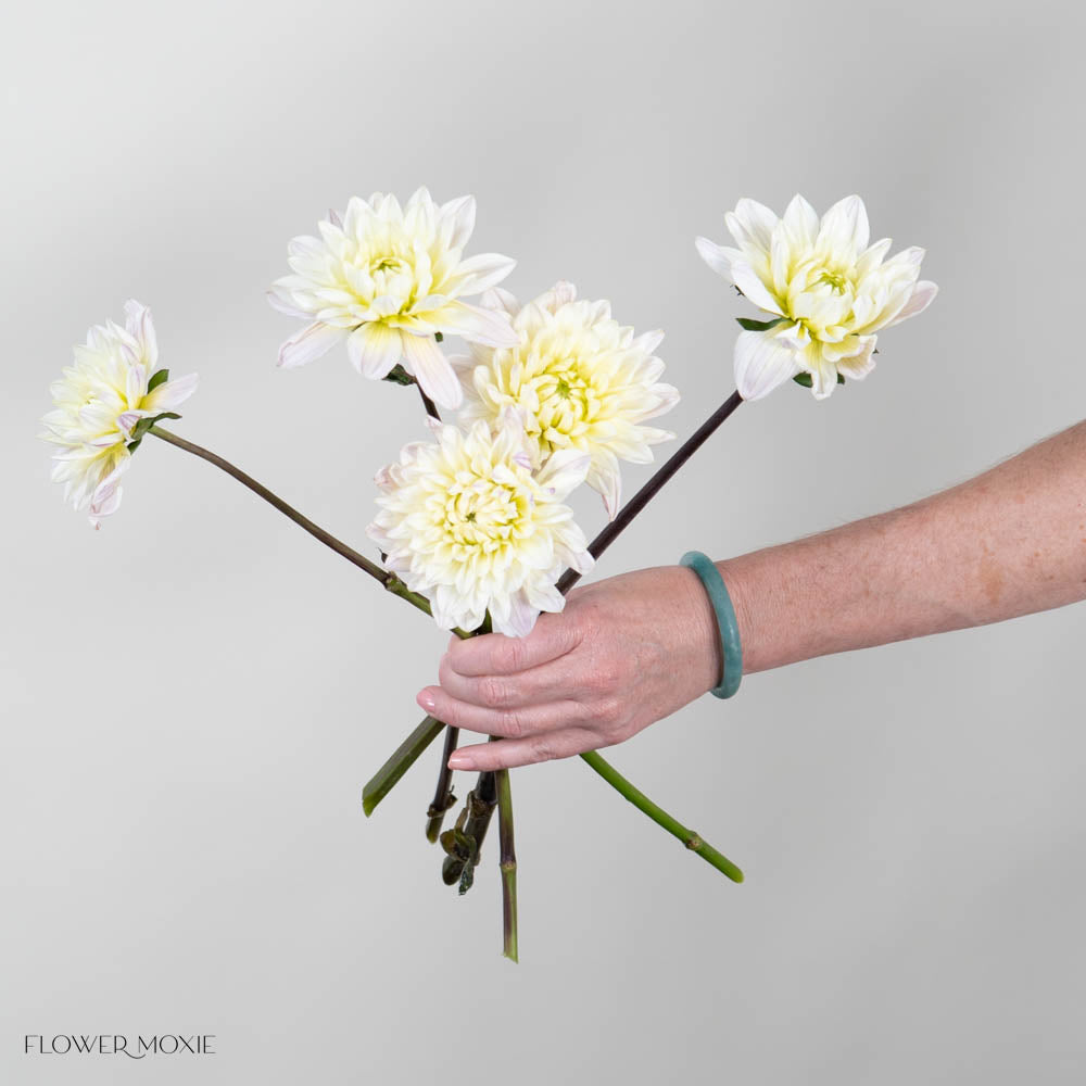 Cream Diana's Memory Dahlia Flower
