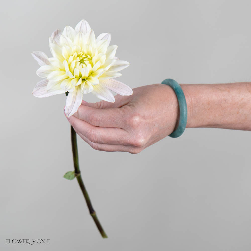 Cream Diana's Memory Dahlia Flower
