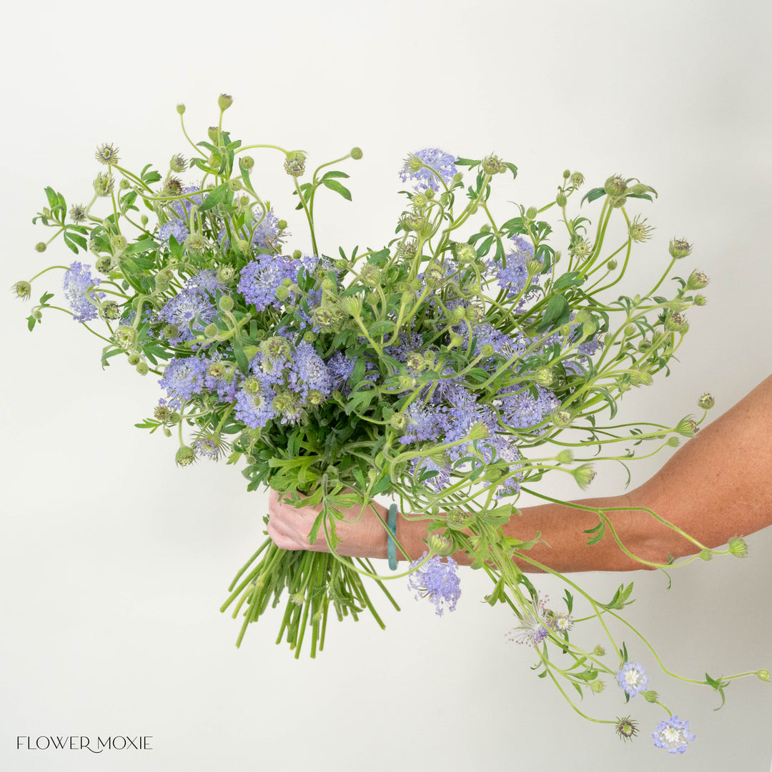 lavender lace flower Lavender Blue Lace Didiscus Flower | DIY Wedding Flowers