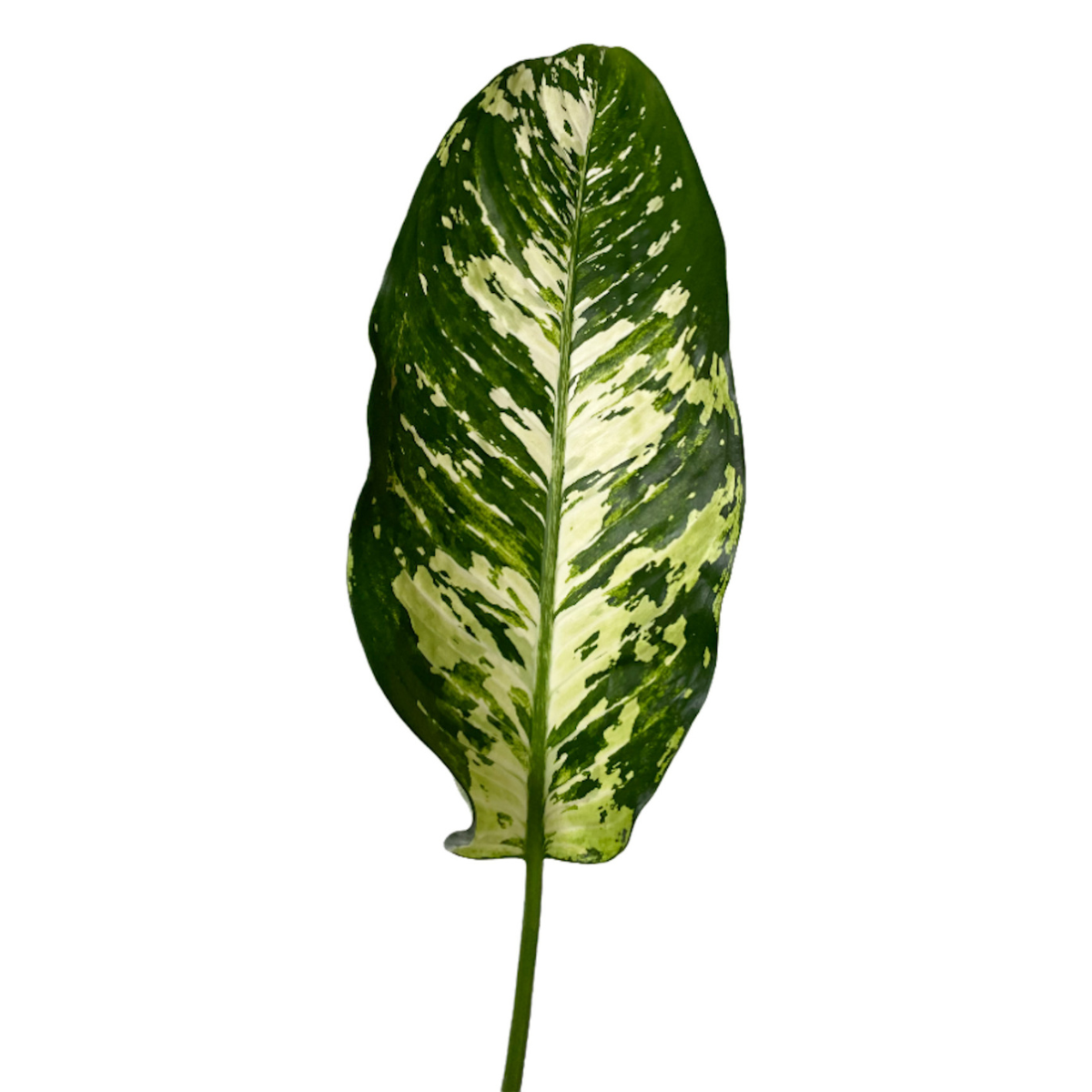 variegated dieffenbachia Variegated Dieffenbachia Greenery