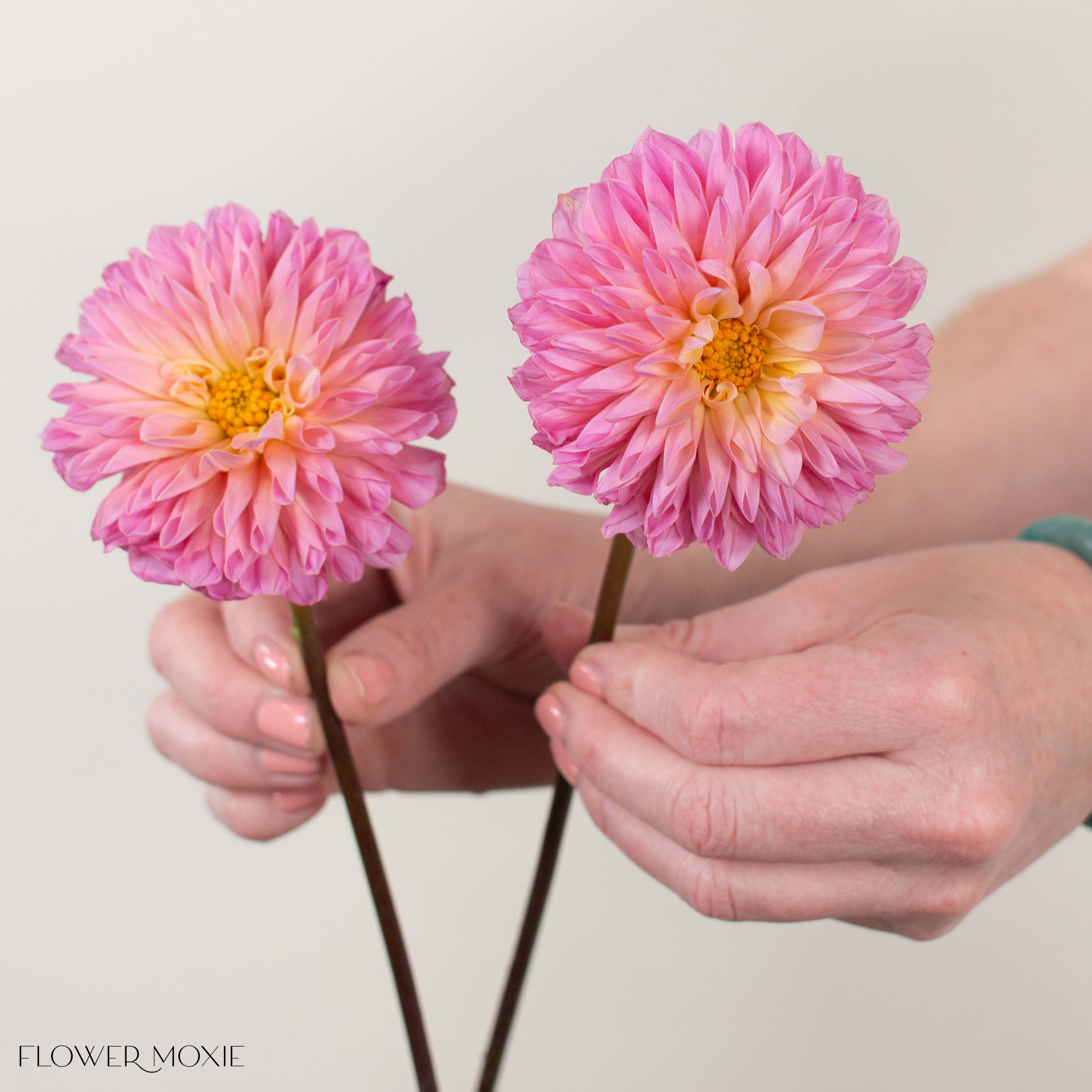 Peachy Pink Doris Duke Dahlia Flower - Thumbnail 2