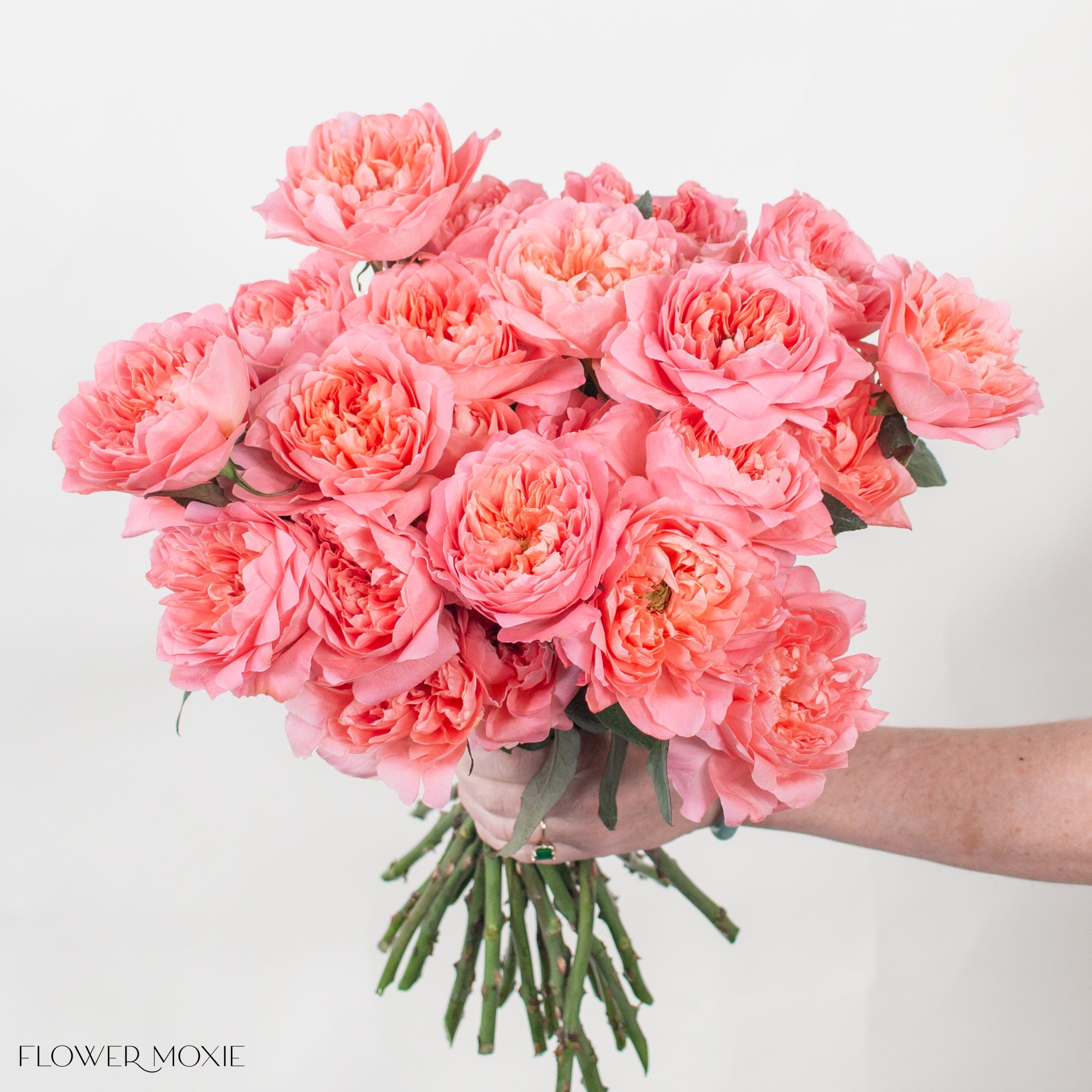 Coral Dragon Fly Garden Rose | DIY Wedding Flowers | Flower Moxie