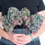 two-toned blue dried hydrangeas