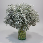 Bouquet of dusty miller in a clear glass vase on a light gray background