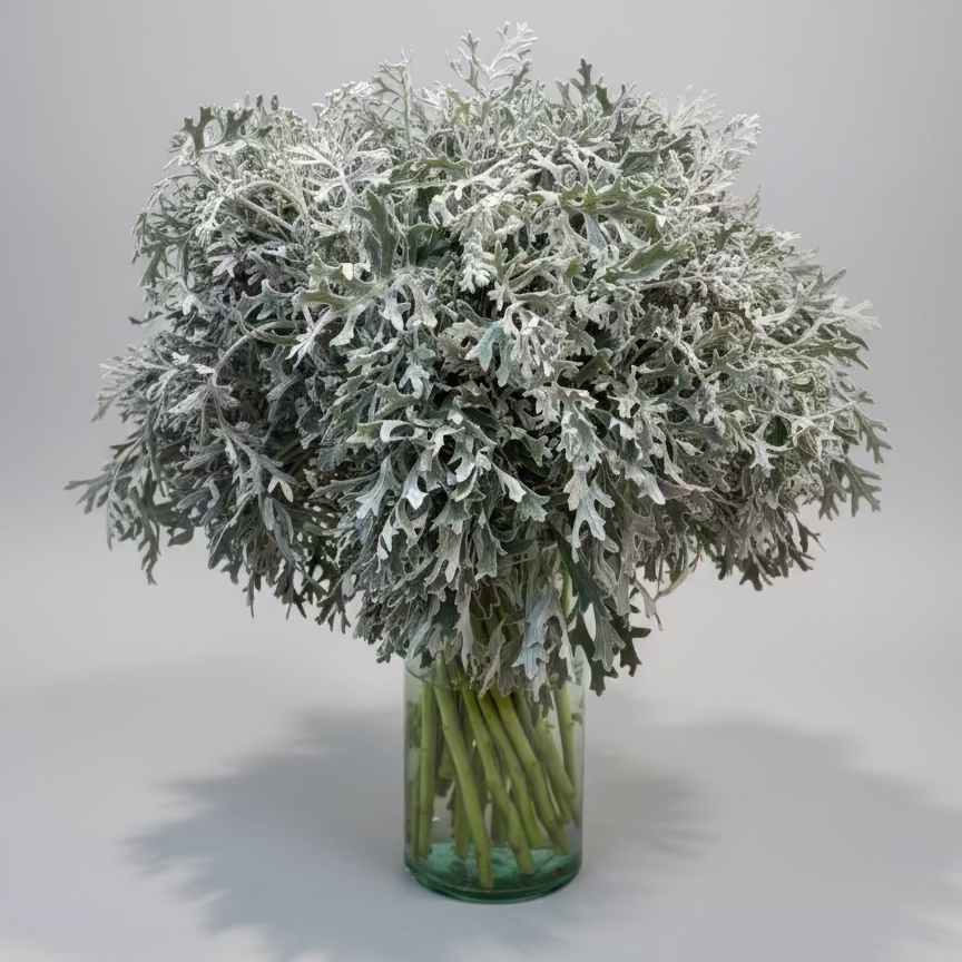 Bouquet of dusty miller in a clear glass vase on a light gray background