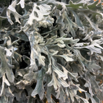 Close-up of dusty miller leaves