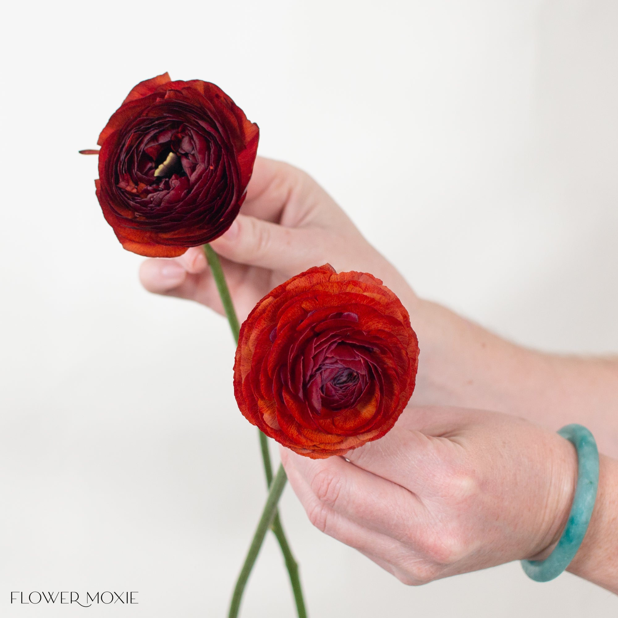 Elegance cioccolato ranunculus