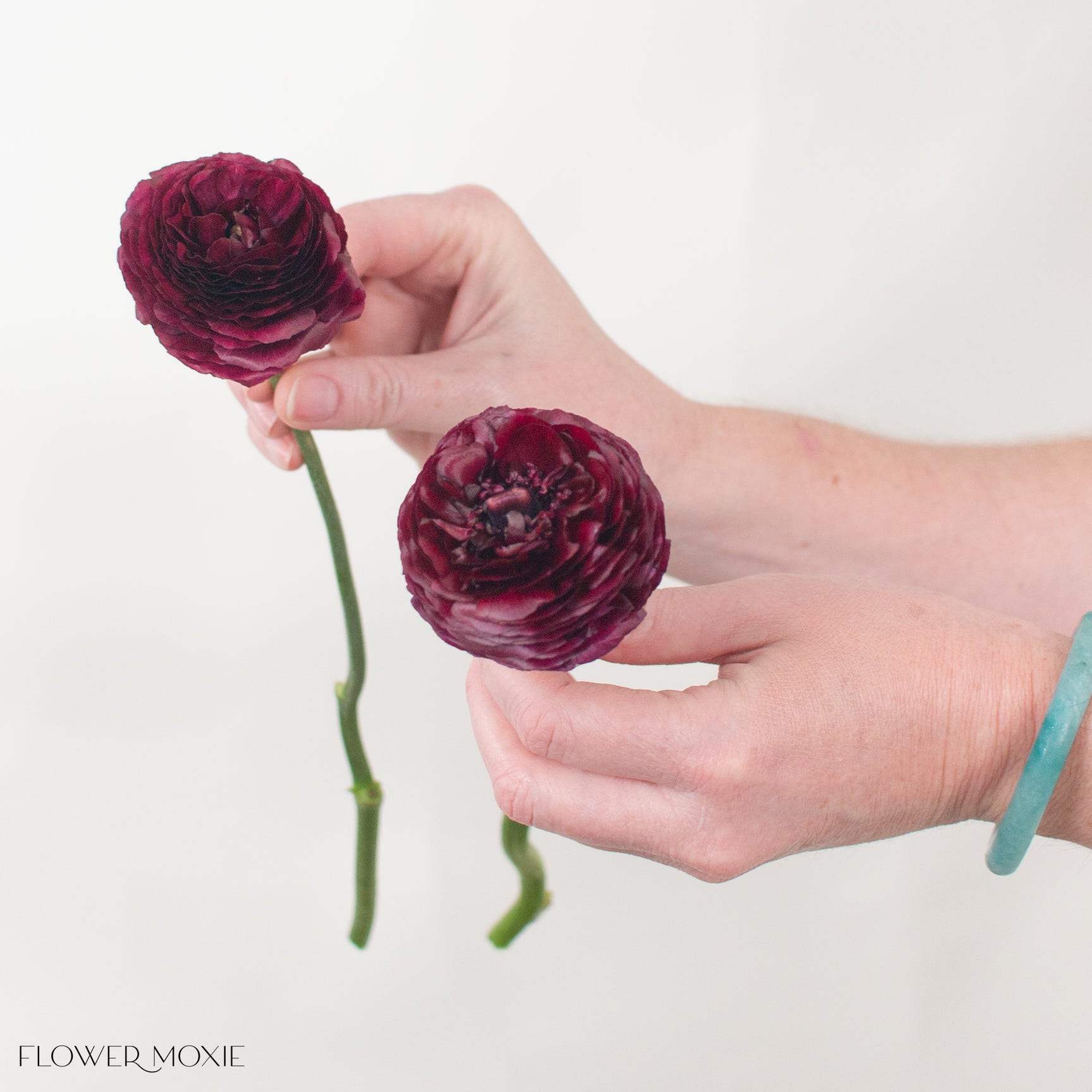 Deep Violet Ranunculus | DIY Wedding Flower | Flower Moxie