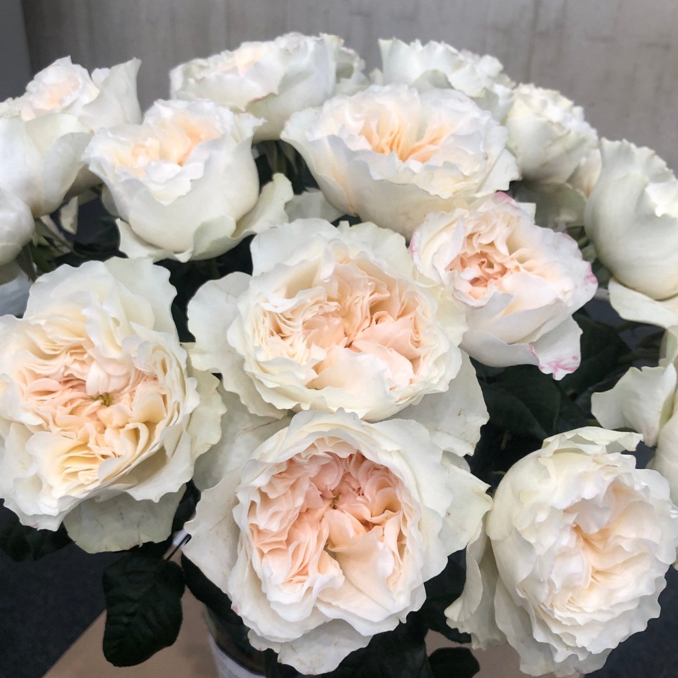 Eugenie Soft Peach Garden Roses | Bulk Wedding Flowers