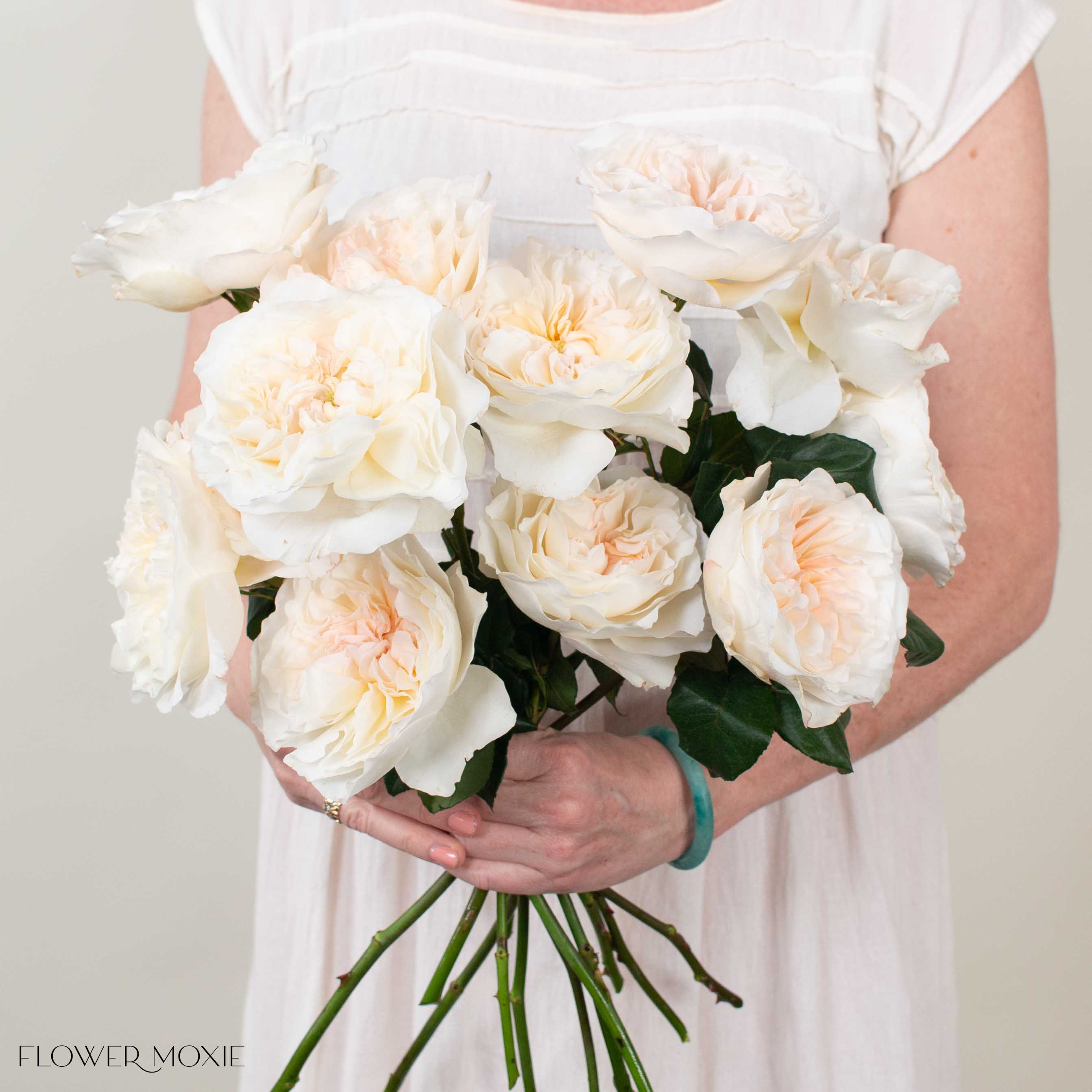 Blush Eugenie David Austin Garden Rose

