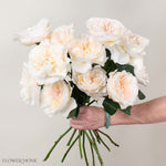 Blush Eugenie David Austin Garden Rose
