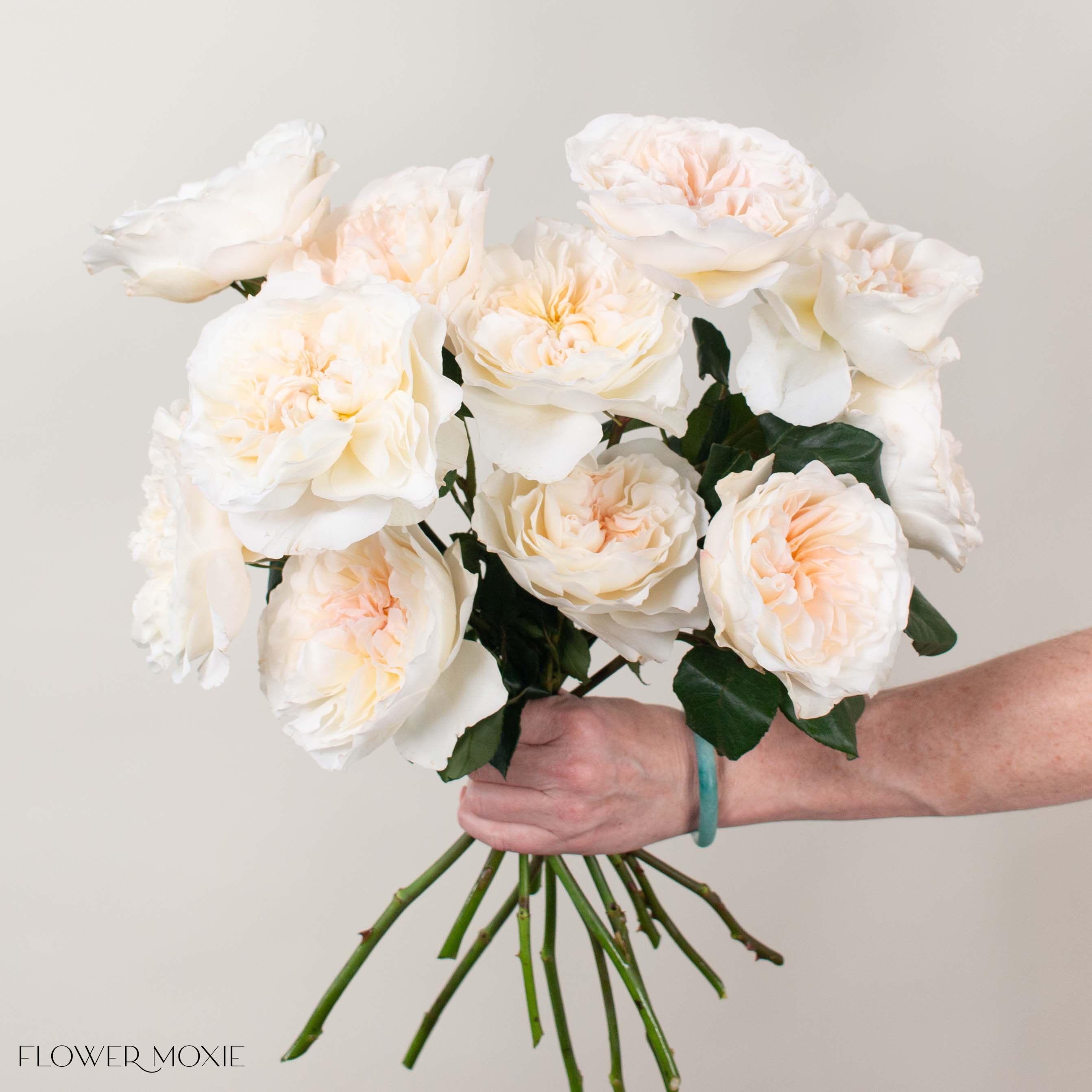 Blush Eugenie David Austin Garden Rose
