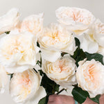 Peachy Cream Eugenie David Austin Garden Rose Flower