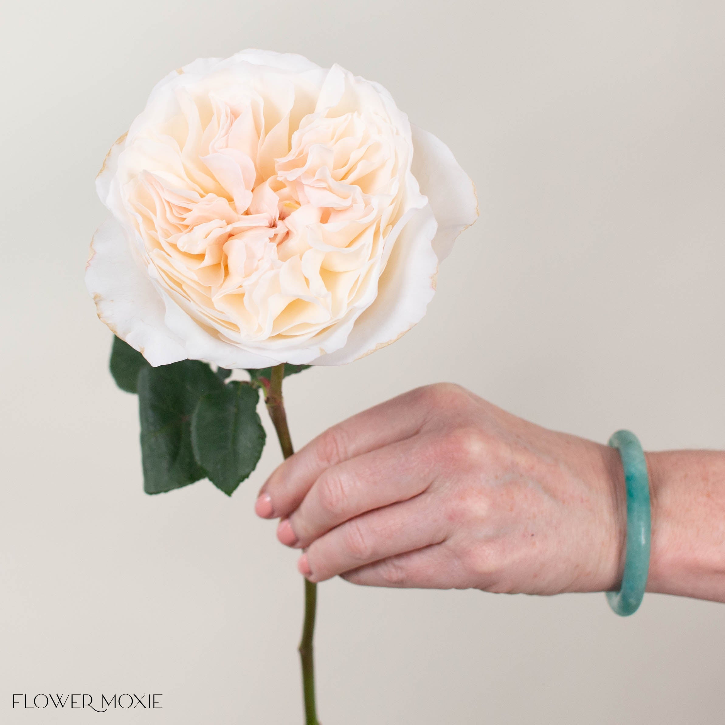 Blush Eugenie David Austin Garden Rose
