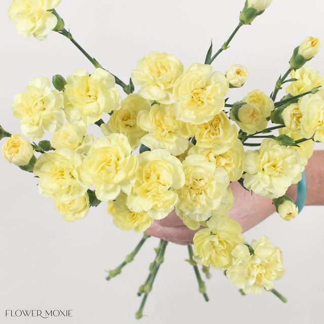 Mini Carnations | DIY Wedding Flowers | Bulk Wedding Flowers – Flower Moxie