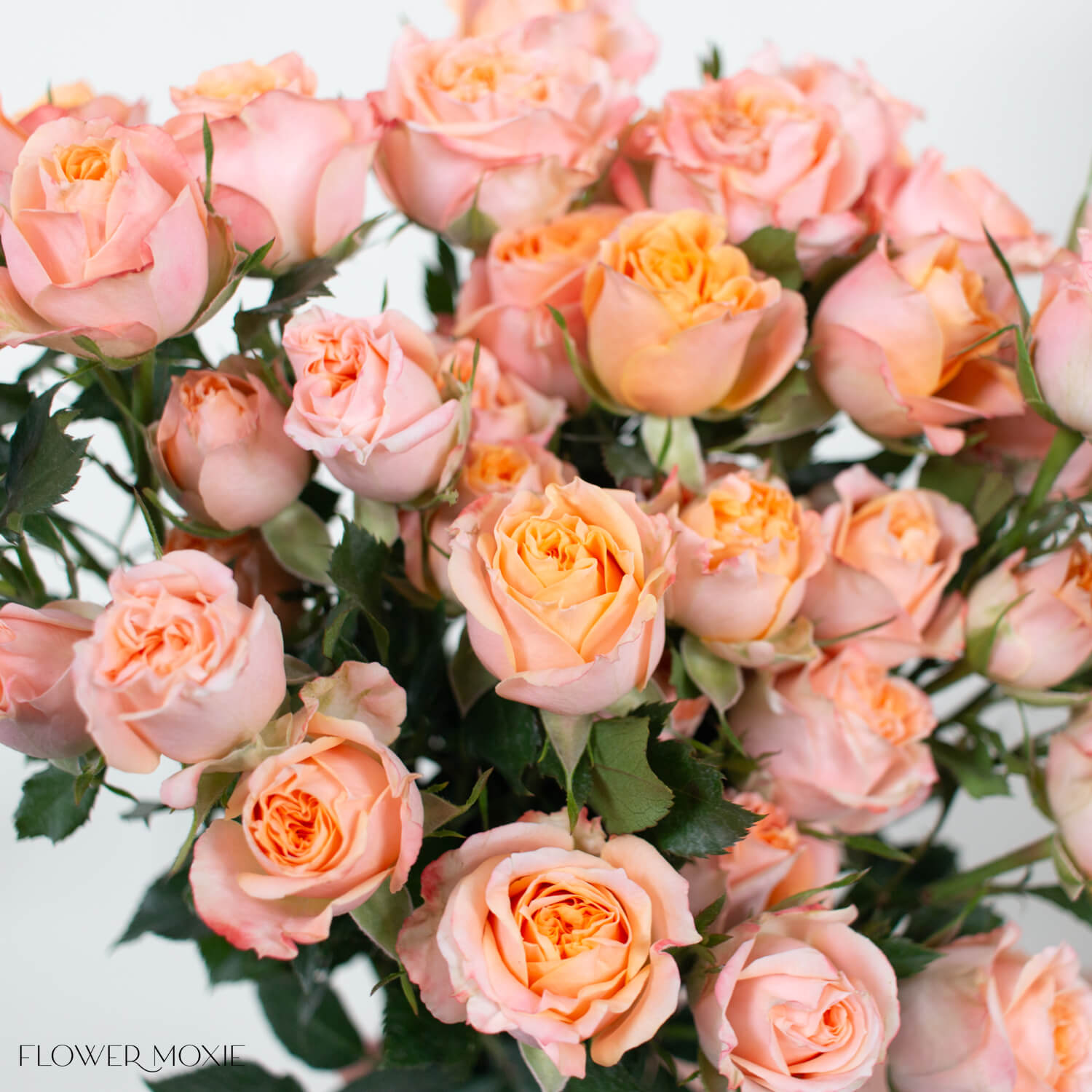 Peach Fibonacci Spray Roses