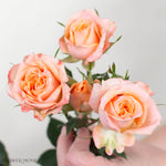 Peach Fibonacci Spray Roses