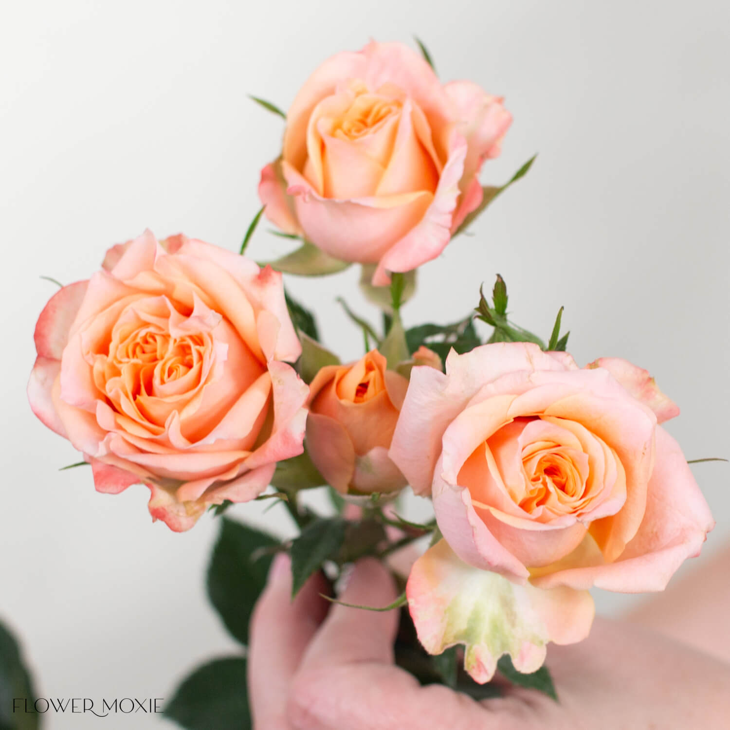 Peach Fibonacci Spray Roses