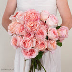 Pink Filomena Rose