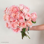 Pink Filomena Rose