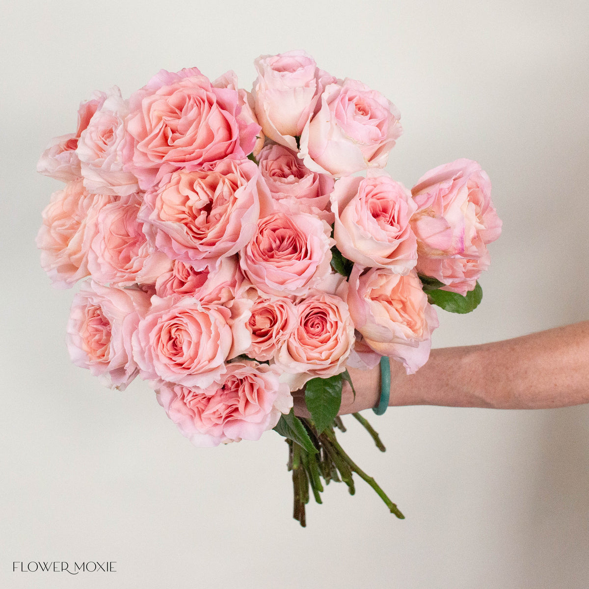 Pink Filomena Rose