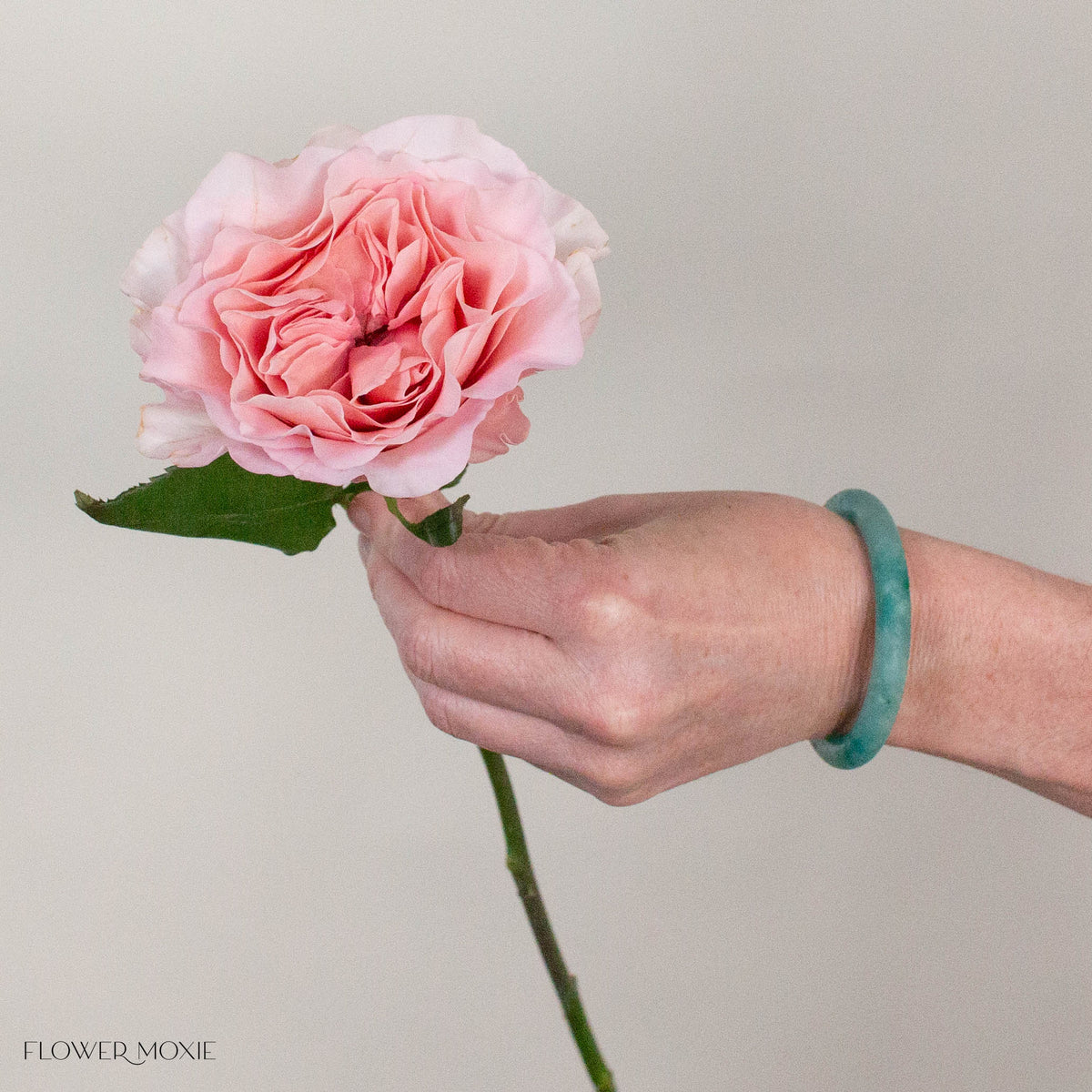 Pink Filomena Rose