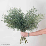 France Bleu Eucalyptus Greenery
