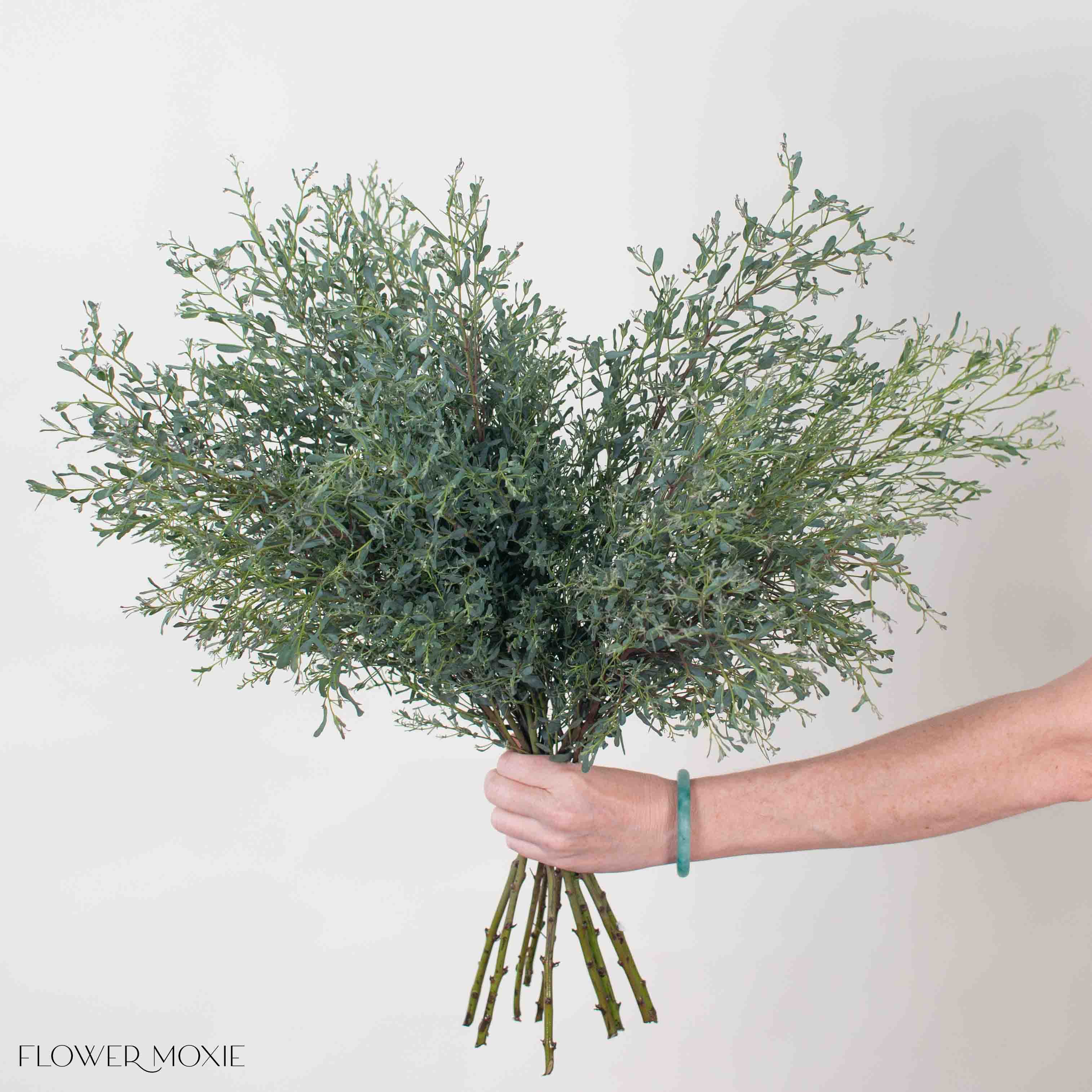 France Bleu Eucalyptus Greenery
