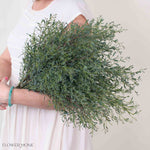 France Bleu Eucalyptus Greenery
