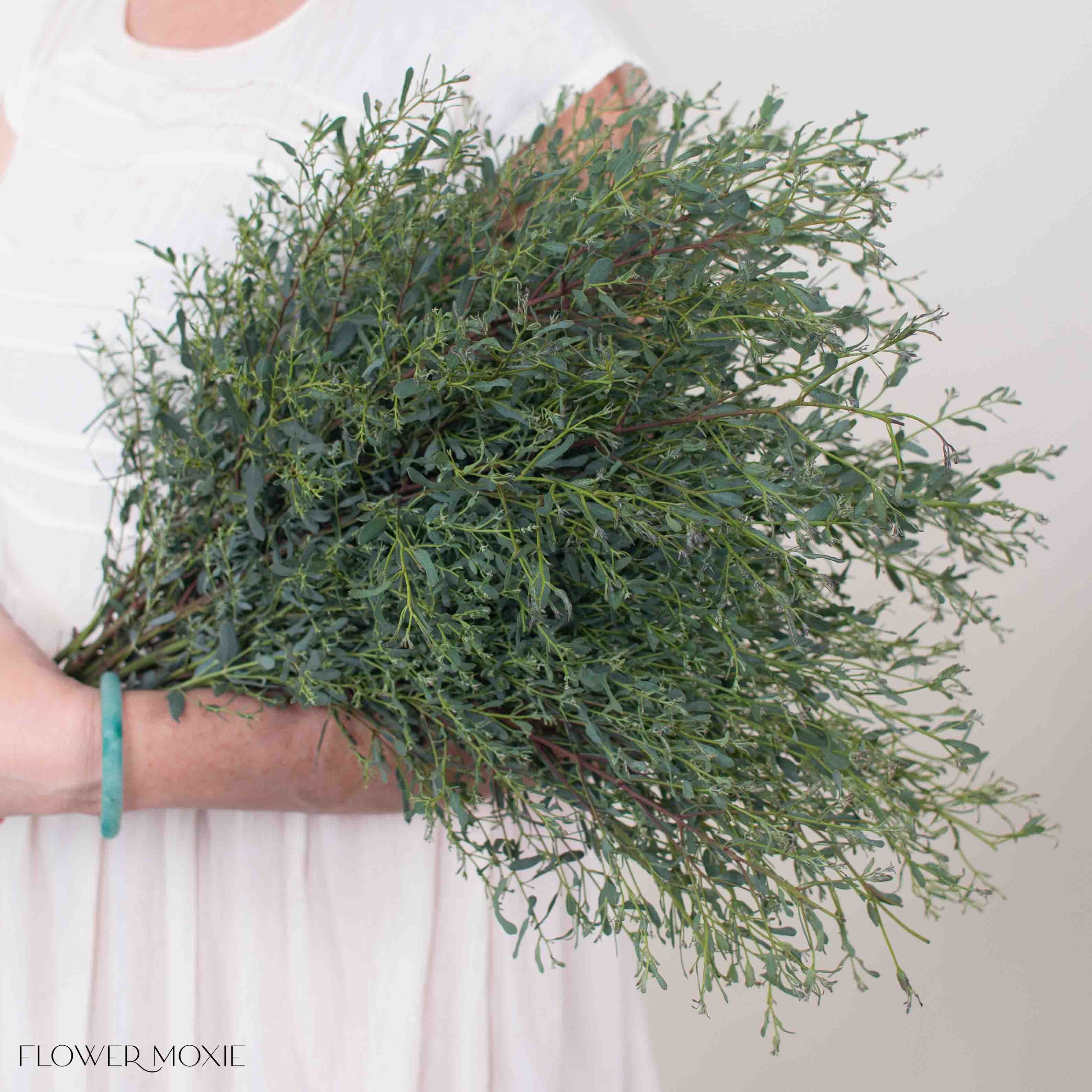 France Bleu Eucalyptus Greenery
