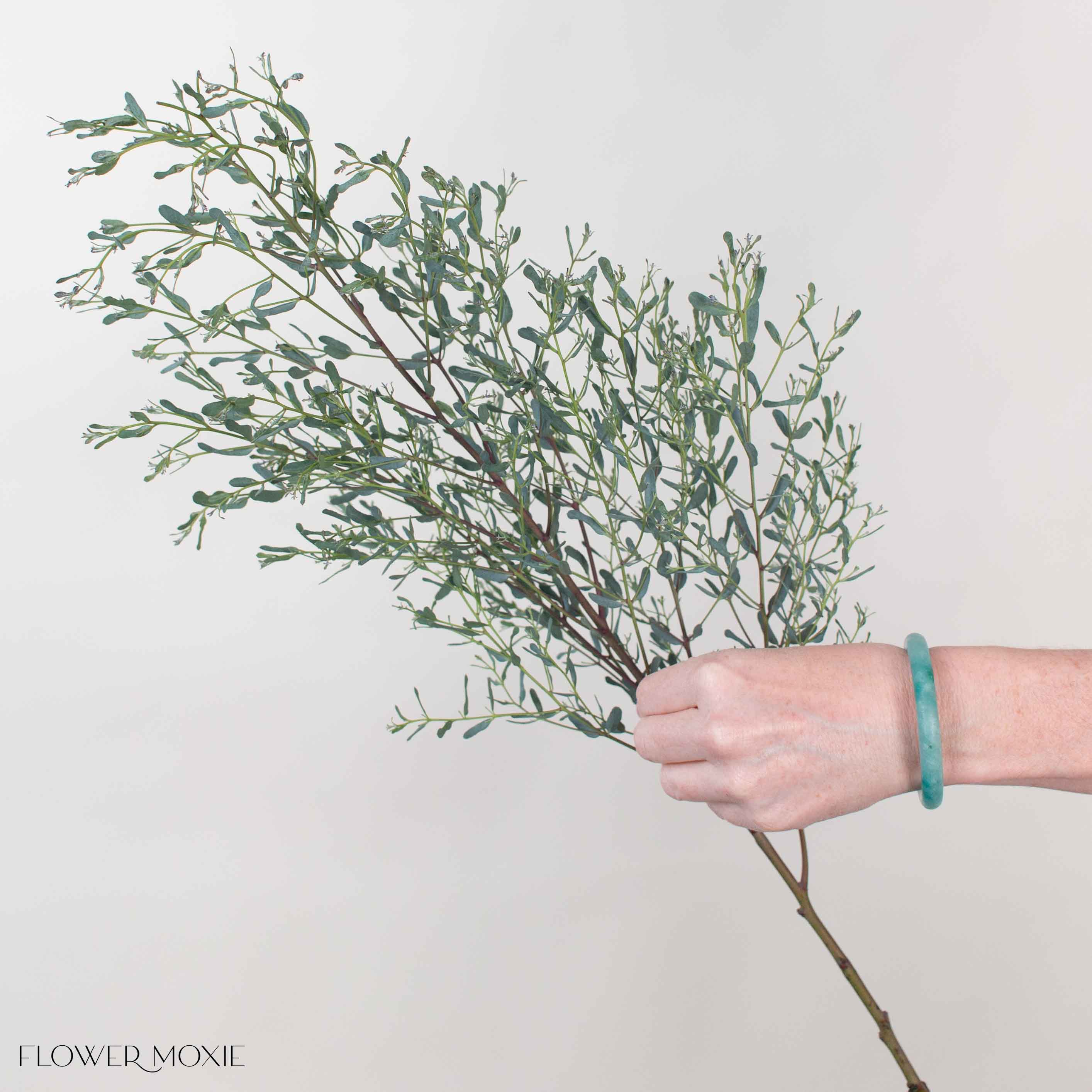 France Bleu Eucalyptus Greenery
