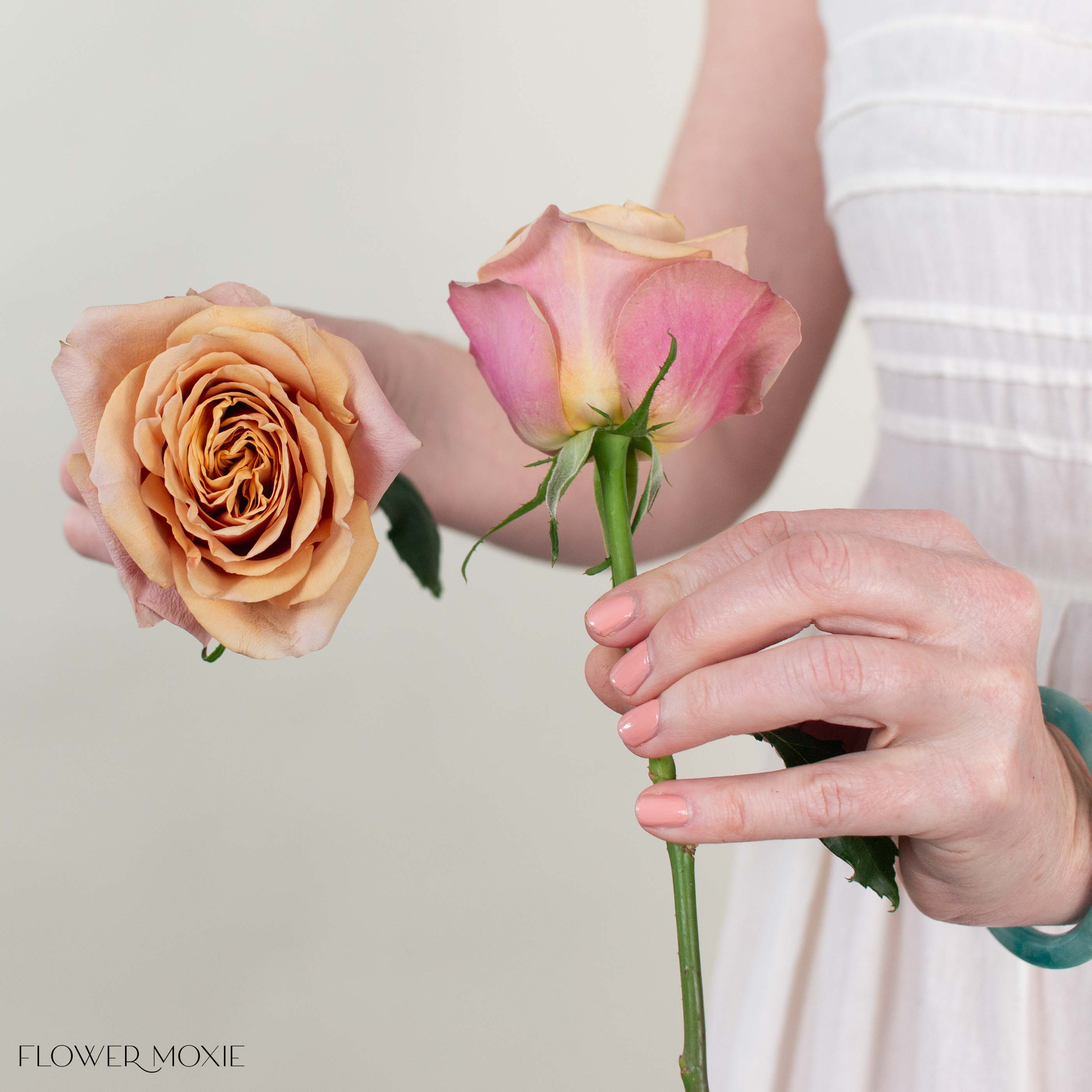 Golden Mustard Garden Rose
