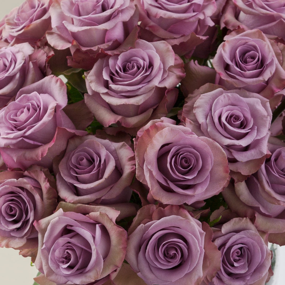 Lavender Govinda Rose Flower