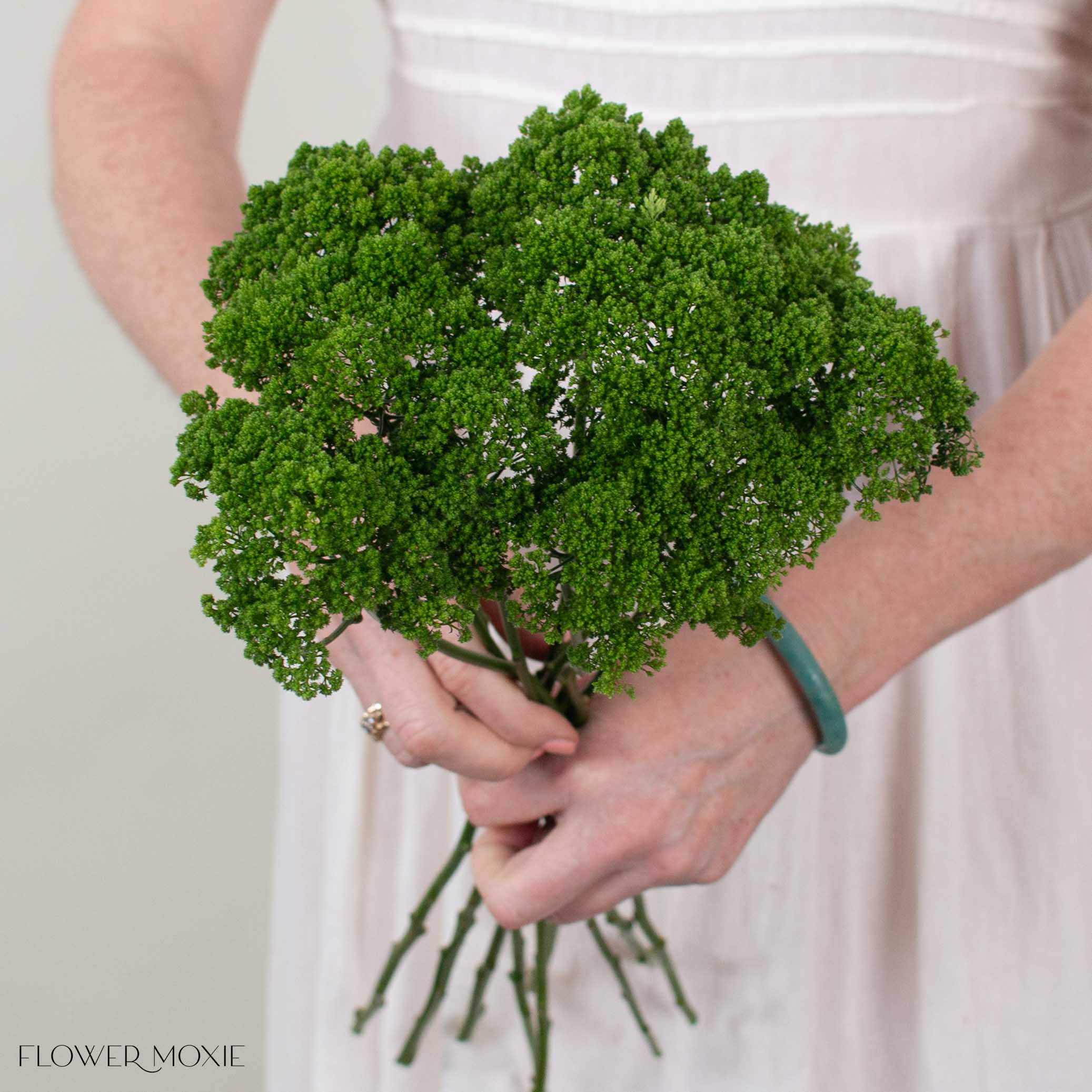 flowerflower0214ページ Green Trachelium Flower | DIY Wedding Flowers | Flower Moxie