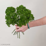 Green Trachelium Flower
