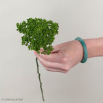 Green Trachelium Flower
