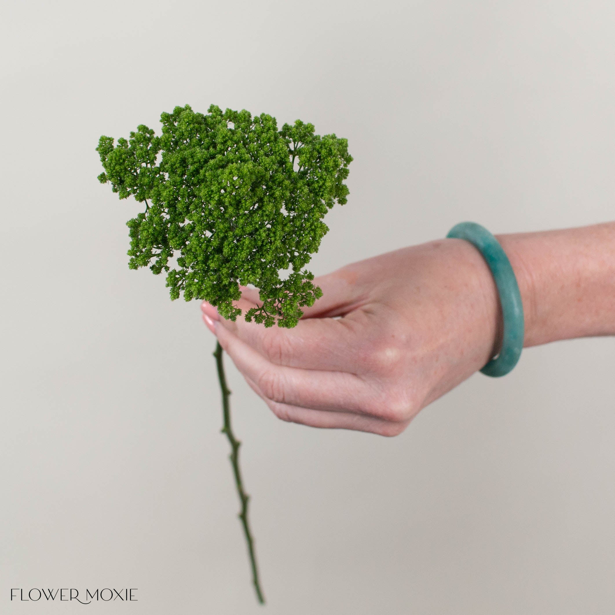 Green Trachelium Flower
