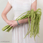 Green Hanging Amaranthus Flower

