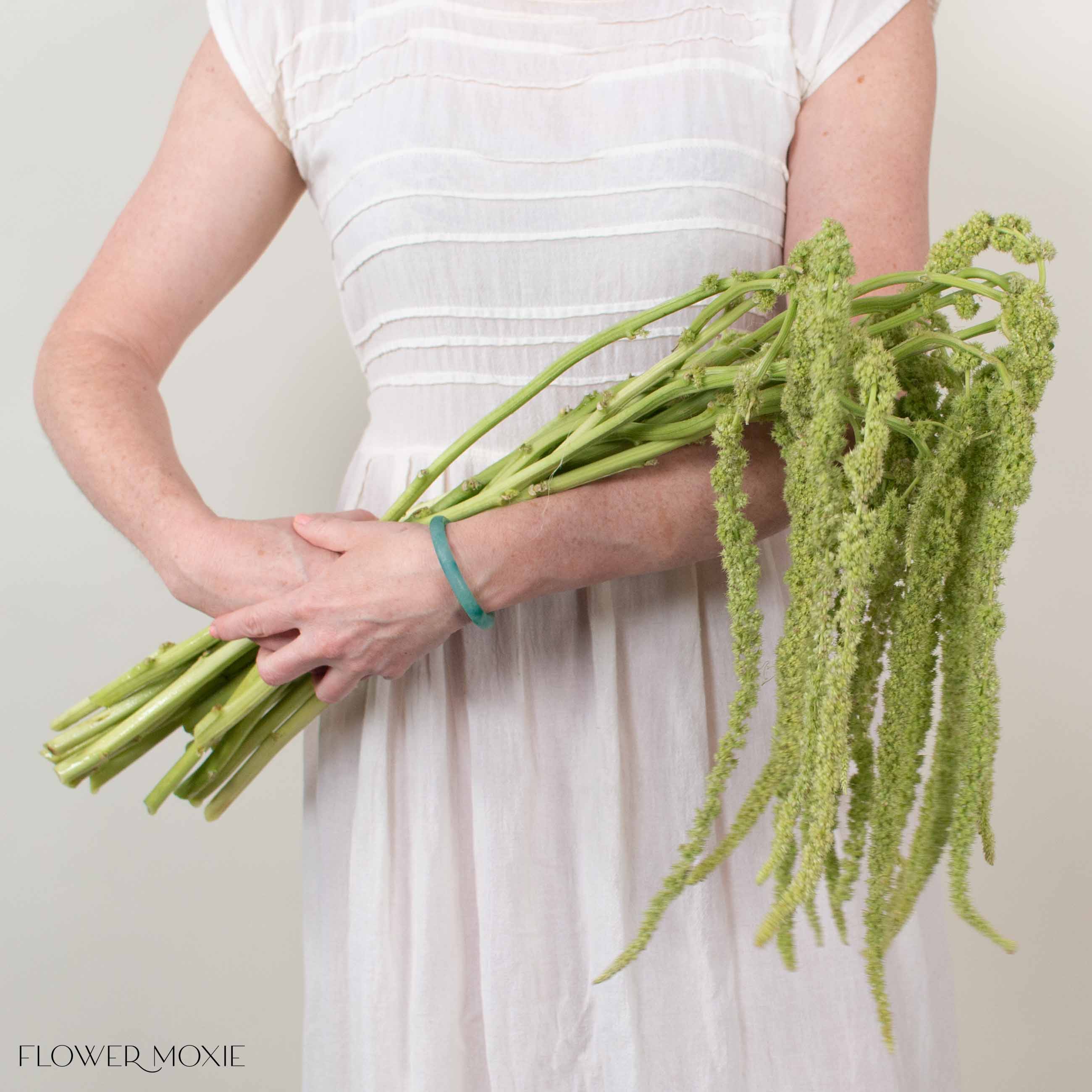 Green Hanging Amaranthus Flower

