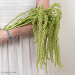 Green Hanging Amaranthus Flower
