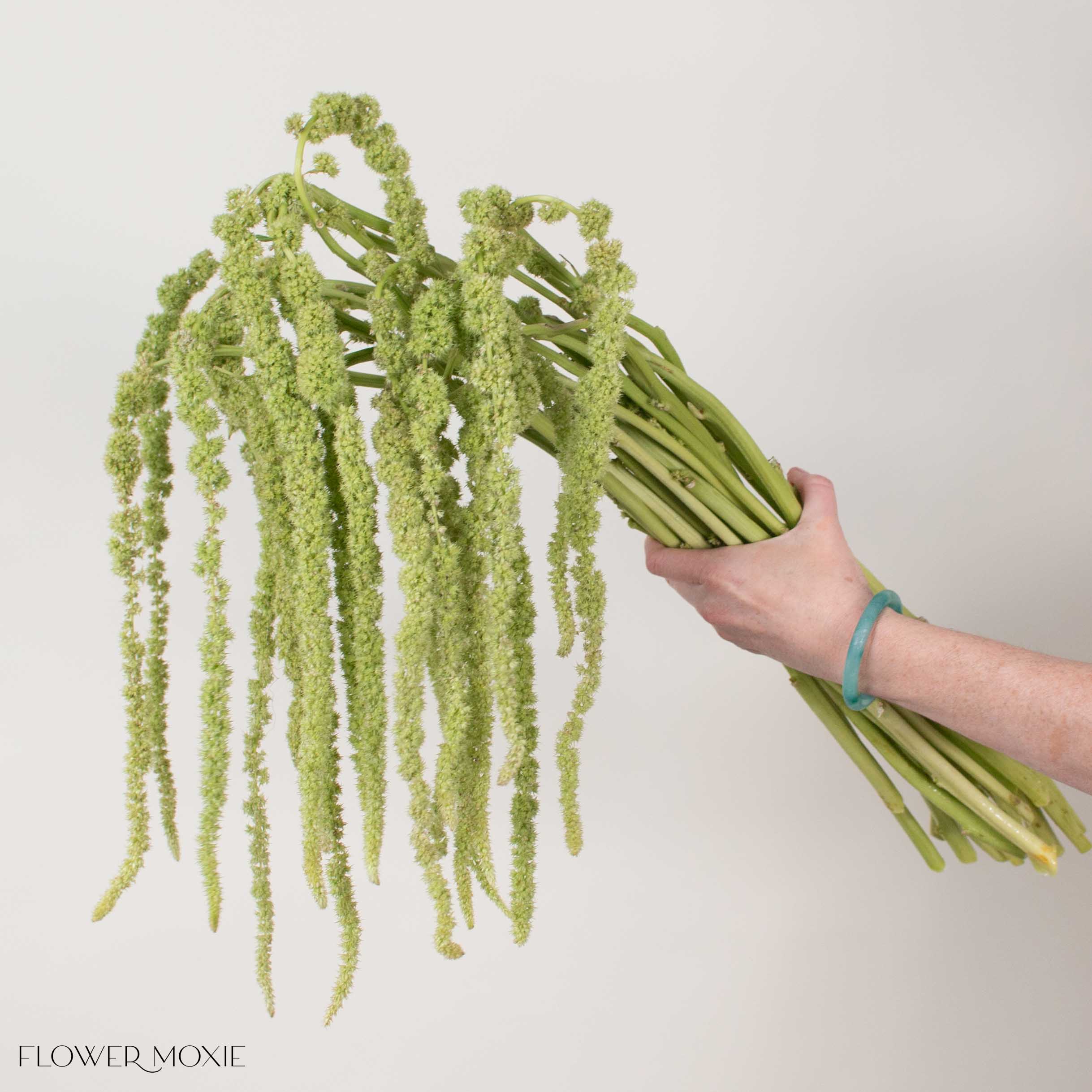 Green Hanging Amaranthus Flower
