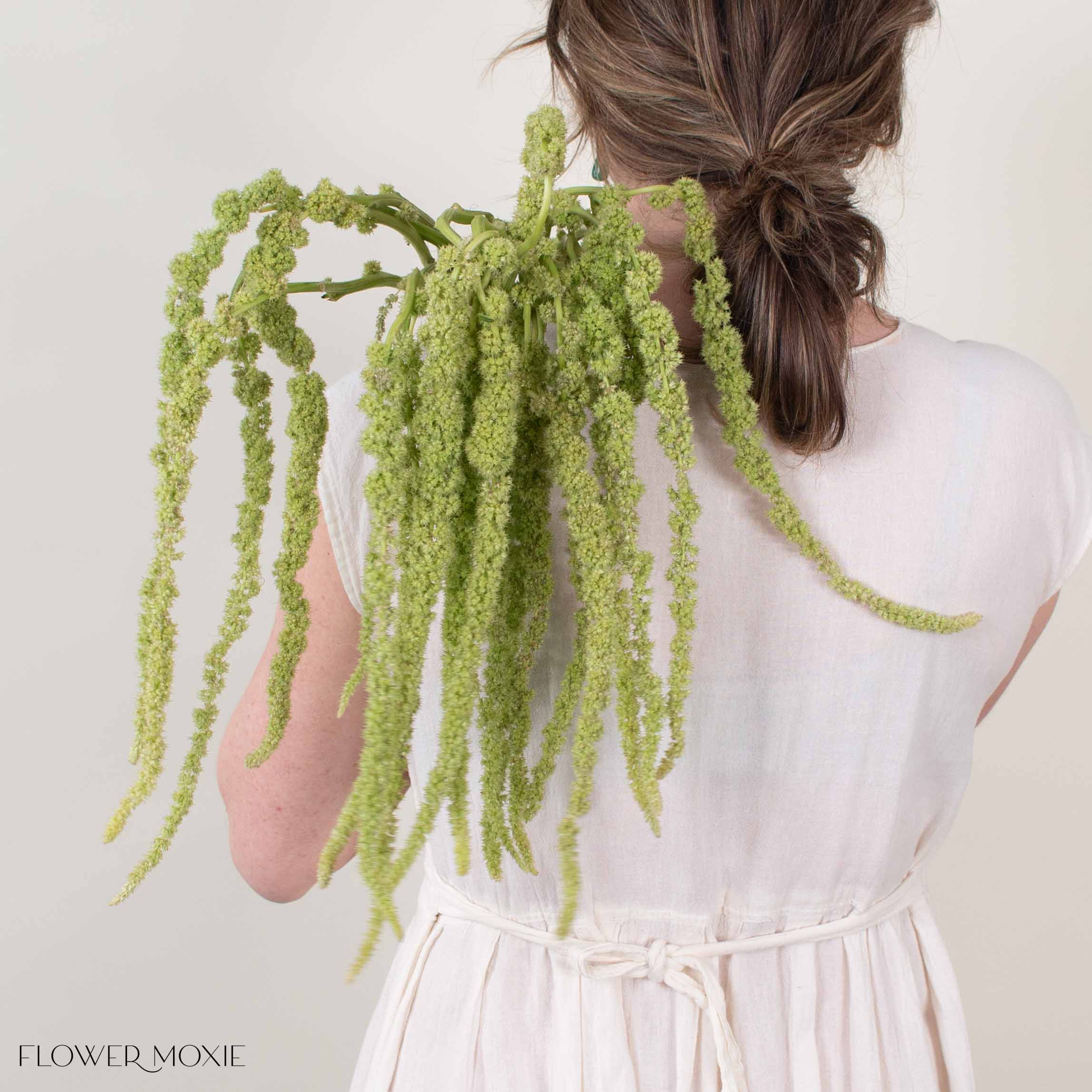 Green Hanging Amaranthus Flower
