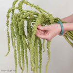 Green Hanging Amaranthus Flower
