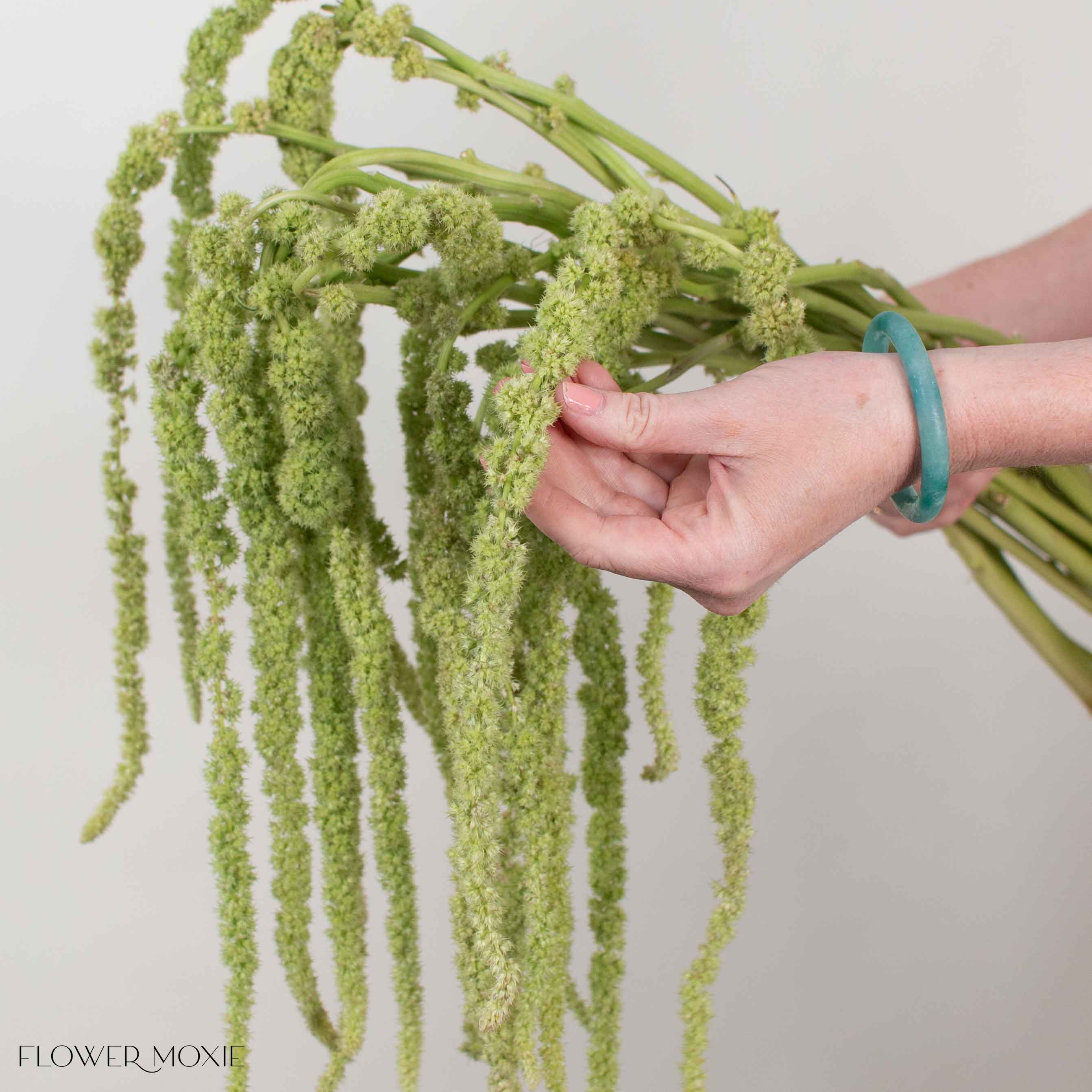 Green Hanging Amaranthus Flower
